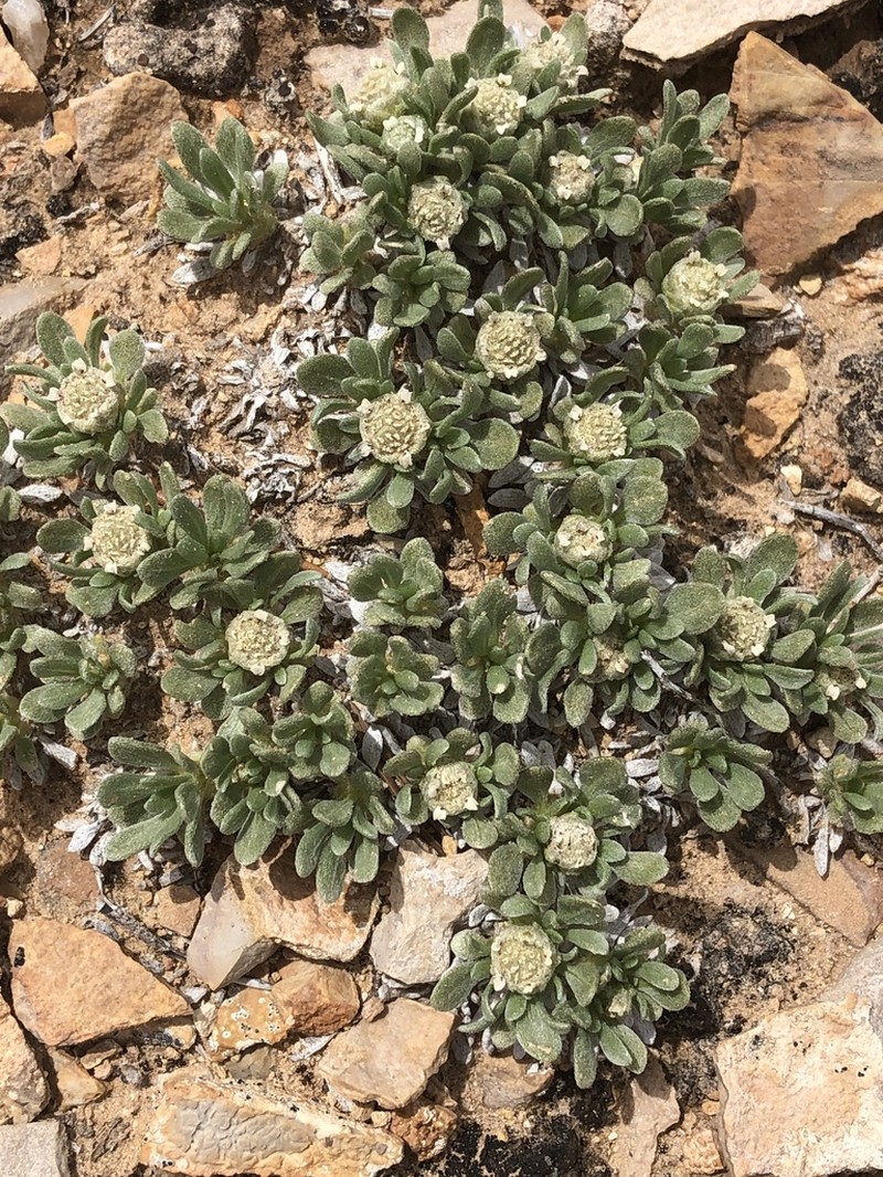 Colorado Feverfew