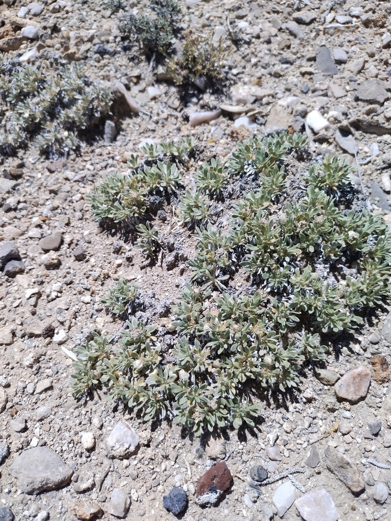 Colorado Feverfew photo 3