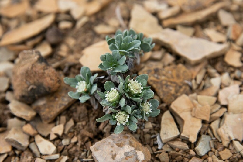 Colorado Feverfew photo 7