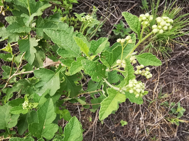 Parthenium lozanoanum photo 3