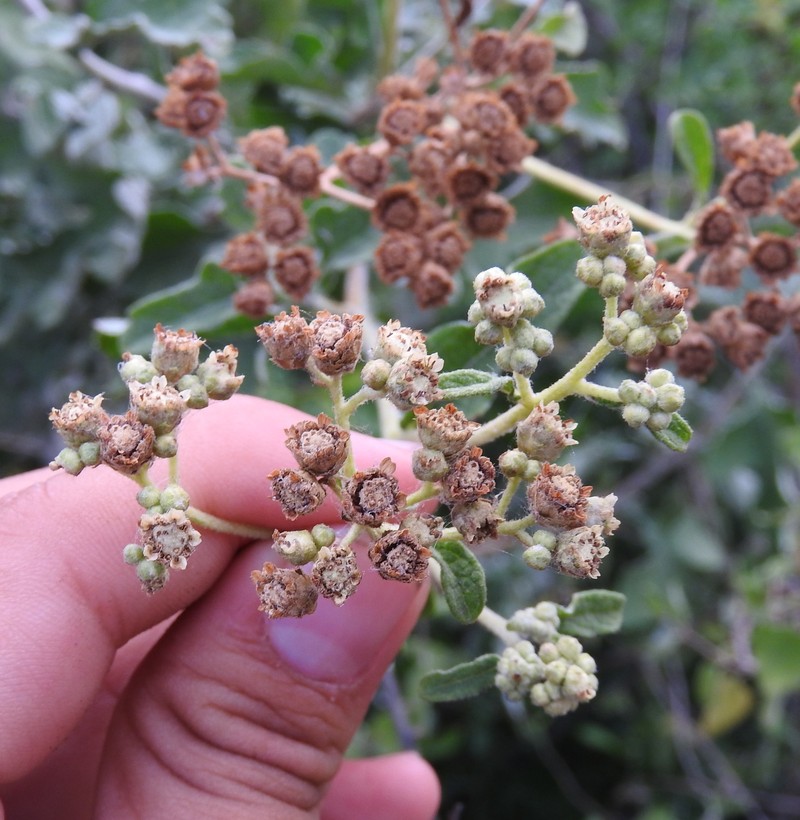 Parthenium lozanoanum photo 4