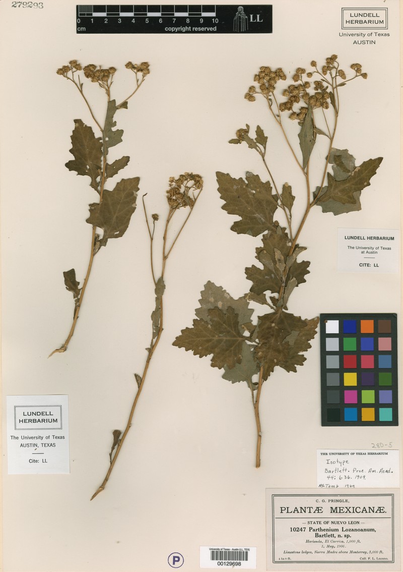 Parthenium lozanoanum photo 5