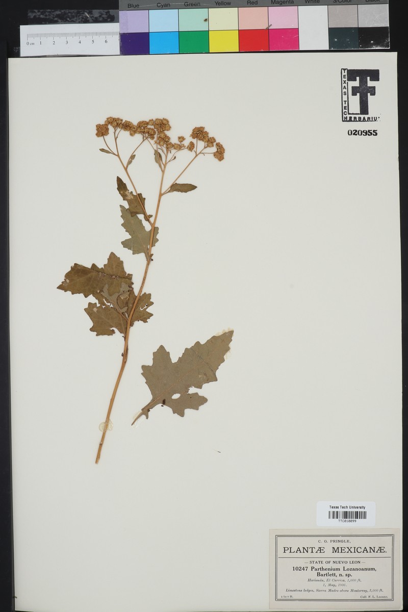 Parthenium lozanoanum photo 6