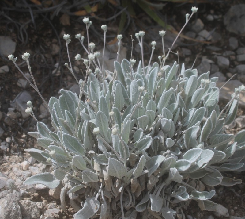 Parthenium rollinsianum