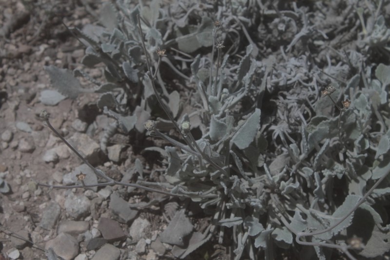 Parthenium rollinsianum photo 2