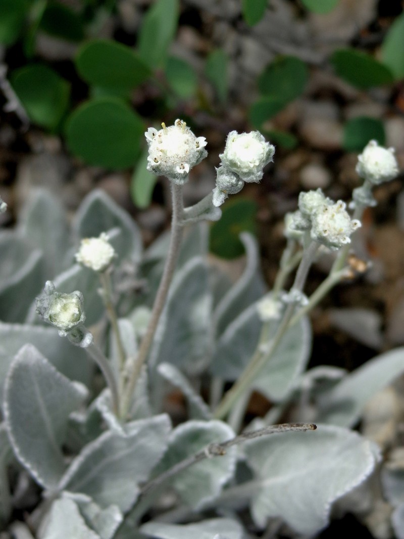 Parthenium rollinsianum photo 5