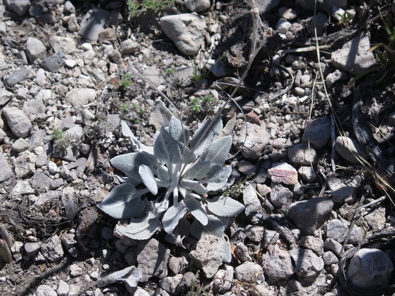 Parthenium rollinsianum photo 7
