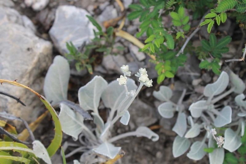 Parthenium rollinsianum photo 8