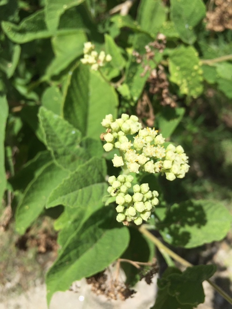 Parthenium schottii