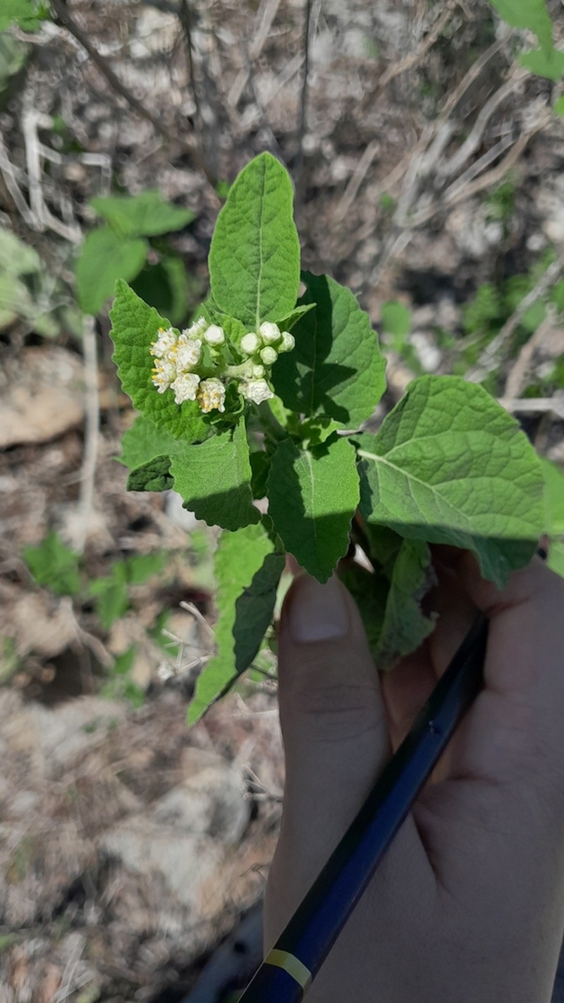 Parthenium schottii photo 2