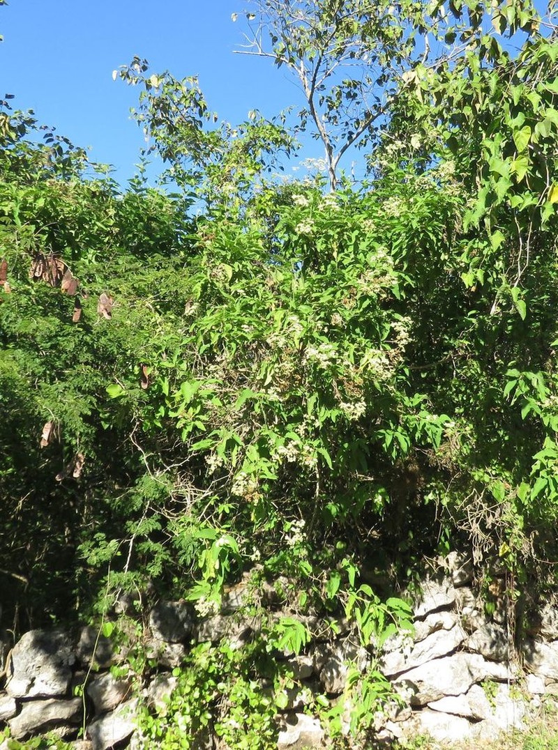 Parthenium schottii photo 3