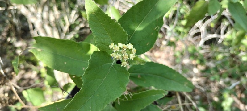 Parthenium schottii photo 4