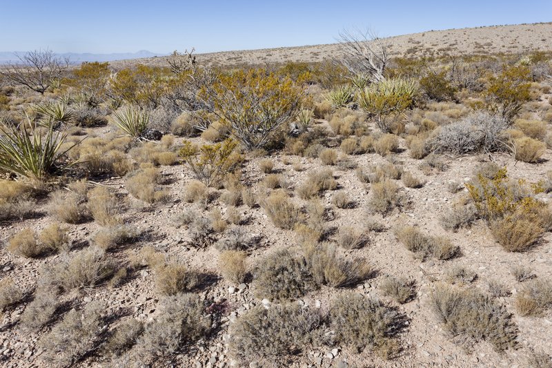Arkansas River Feverfew