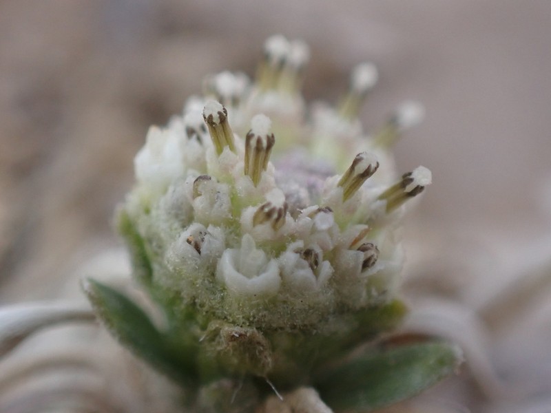 Arkansas River Feverfew