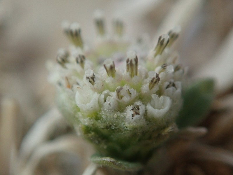 Arkansas River Feverfew photo 3