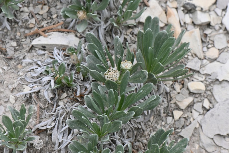 Arkansas River Feverfew photo 8