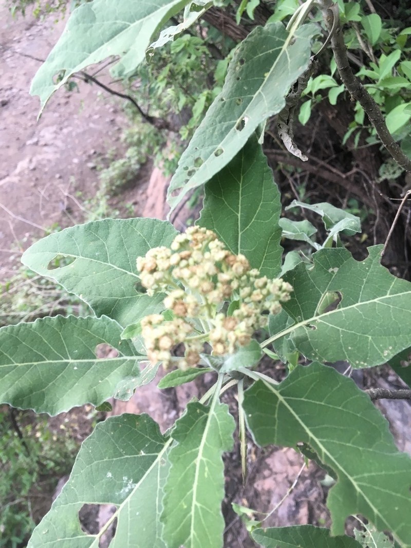 Parthenium tomentosum