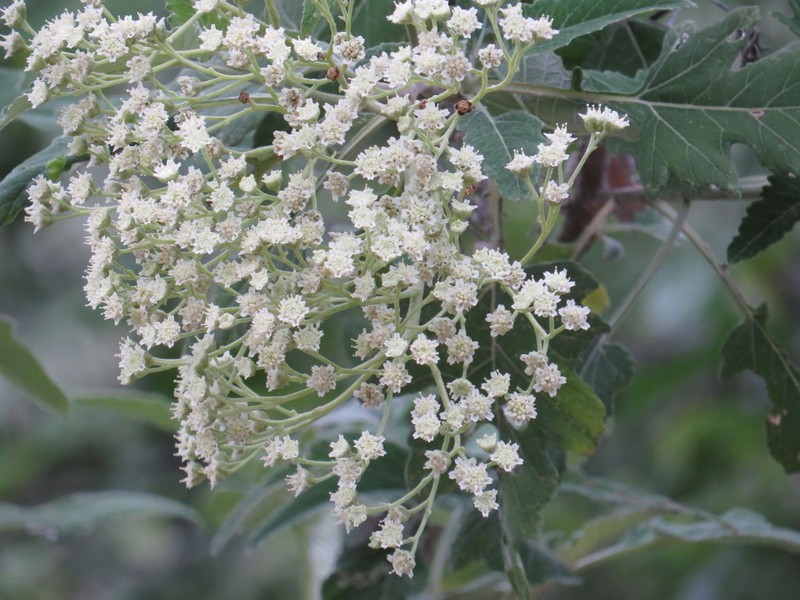 Parthenium tomentosum photo 3