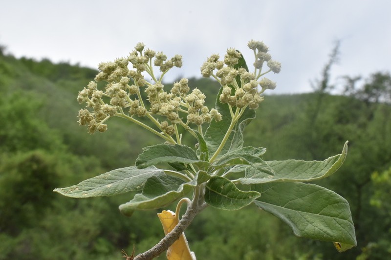 Parthenium tomentosum photo 4