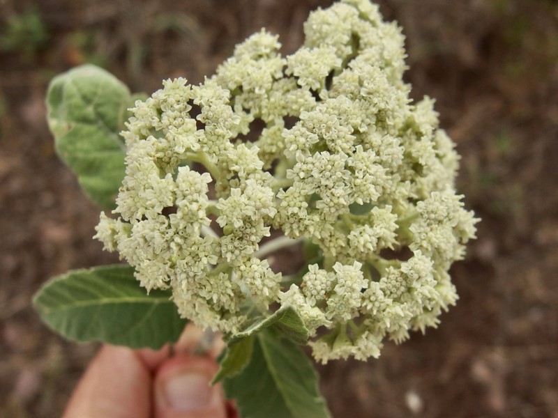 Parthenium tomentosum photo 5