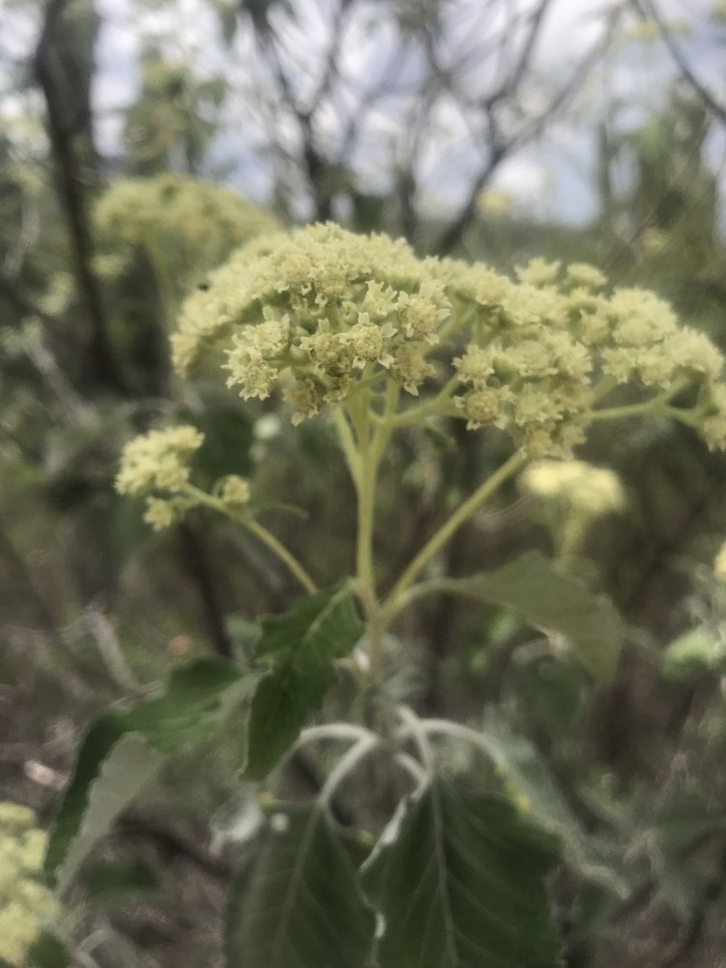 Parthenium tomentosum photo 6