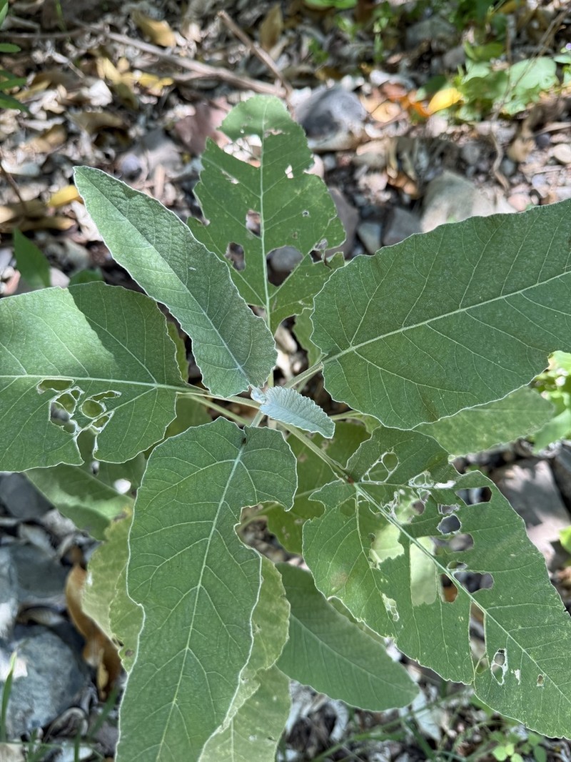 Parthenium tomentosum photo 7