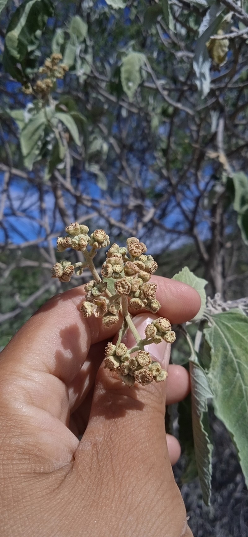 Parthenium tomentosum photo 8