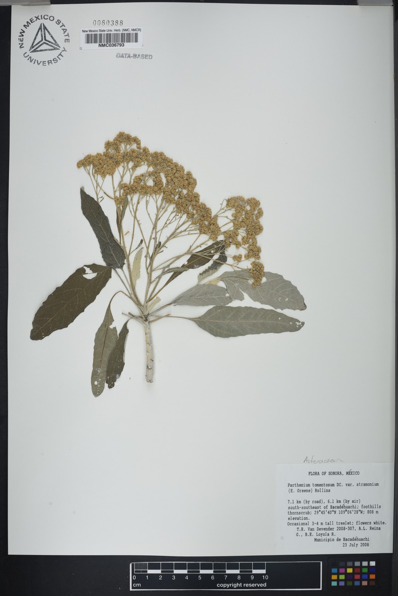 Parthenium tomentosum var. stramonium