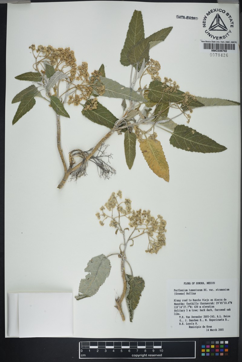Parthenium tomentosum var. stramonium photo 2