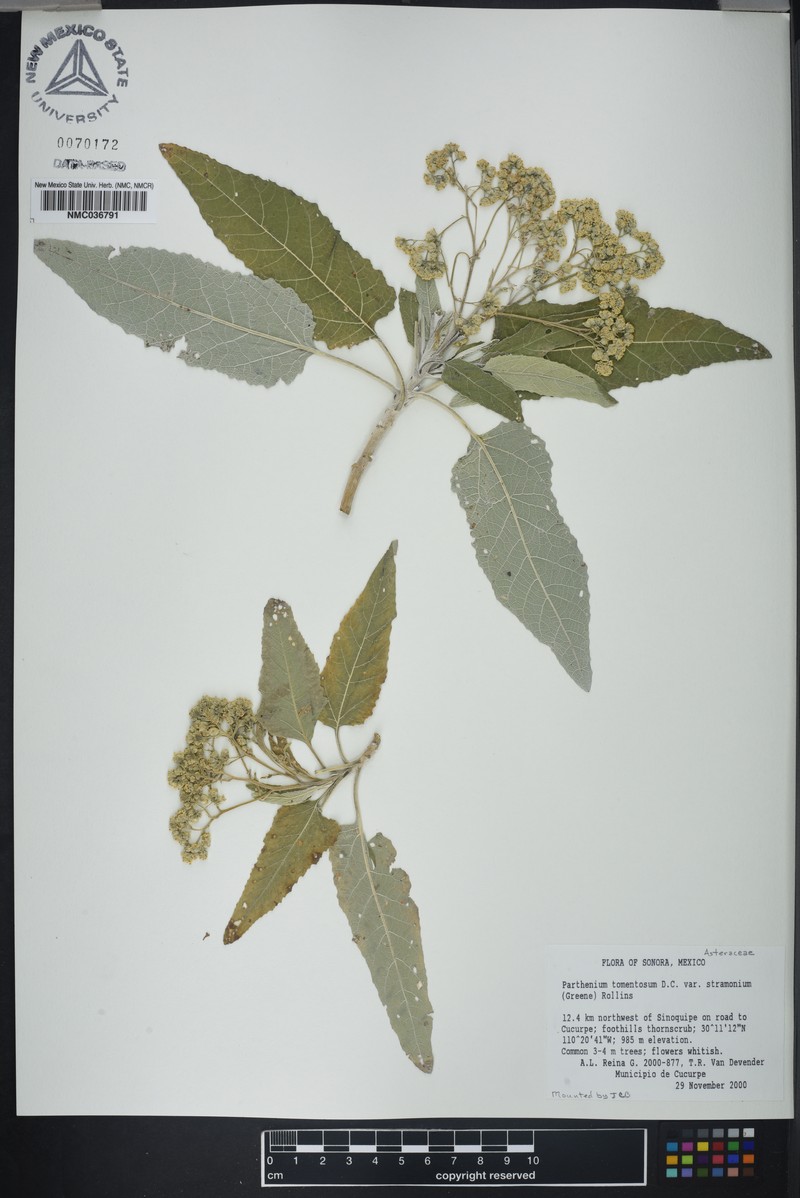 Parthenium tomentosum var. stramonium photo 3