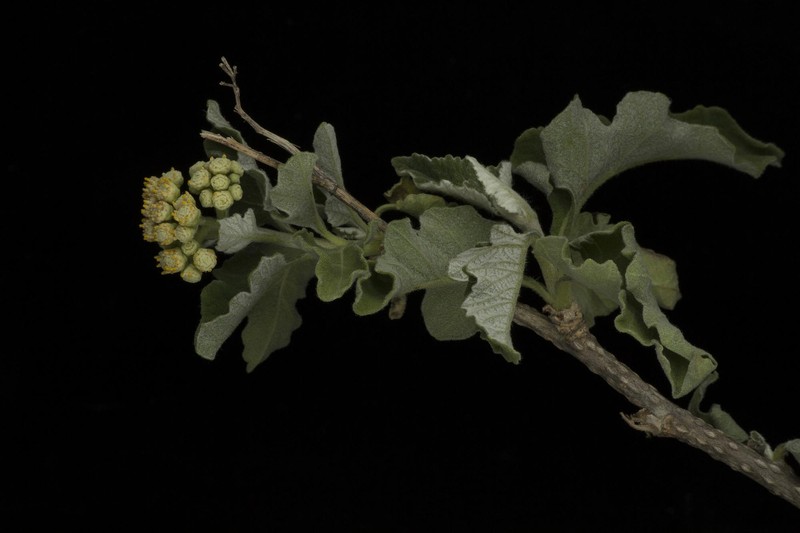 Parthenium tomentosum var. tomentosum