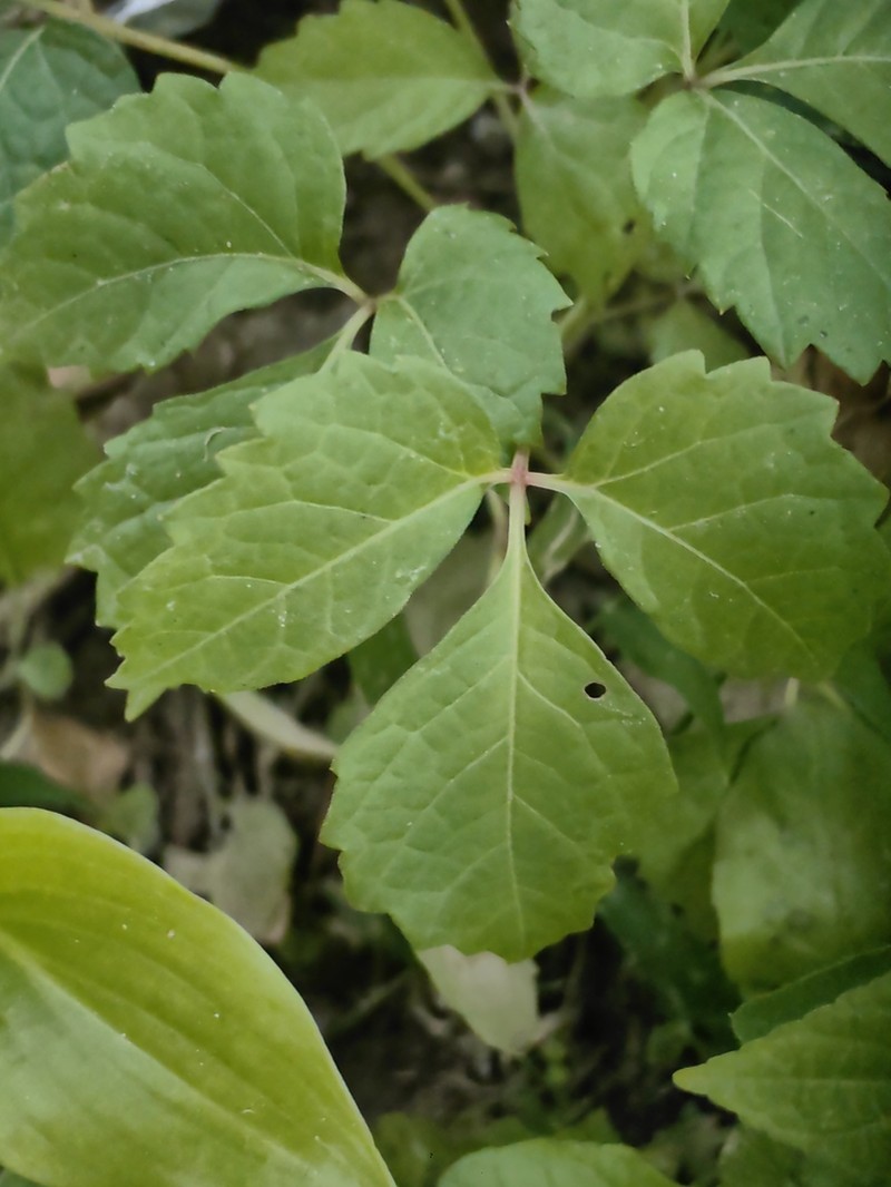 Parthenocissus dalzielii