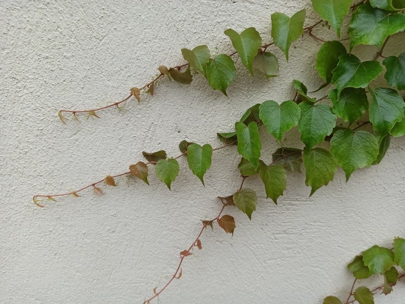 Parthenocissus dalzielii photo 2