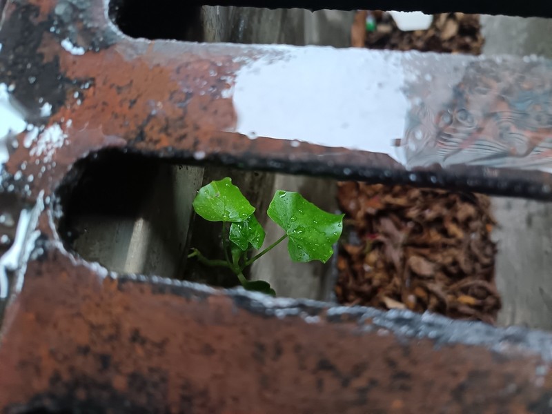 Parthenocissus dalzielii photo 3
