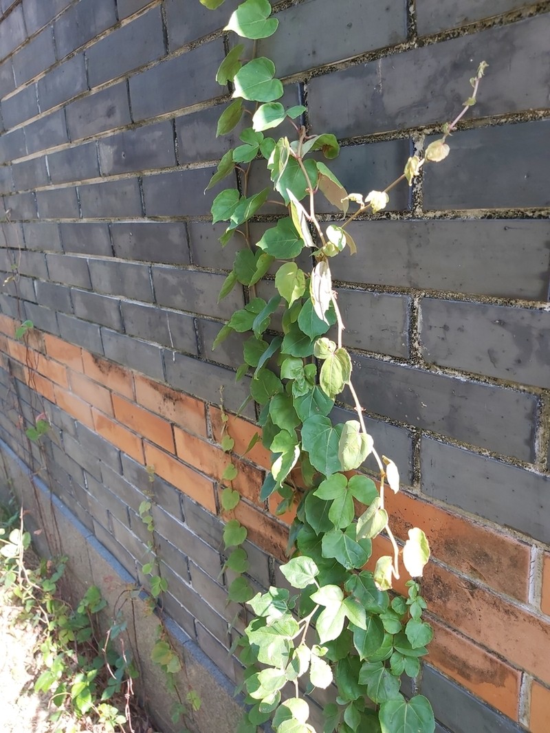 Parthenocissus dalzielii photo 4