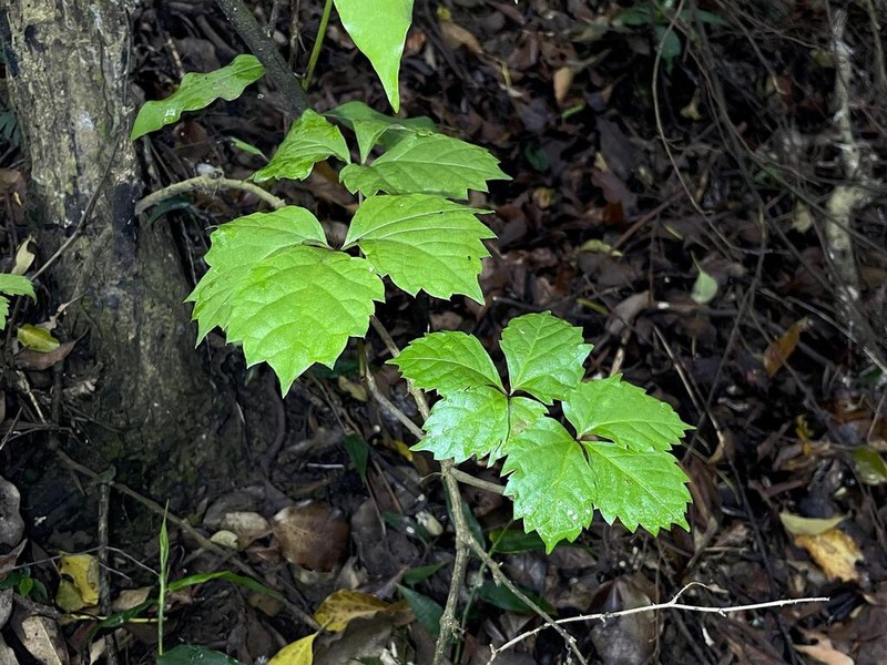 Parthenocissus dalzielii photo 5