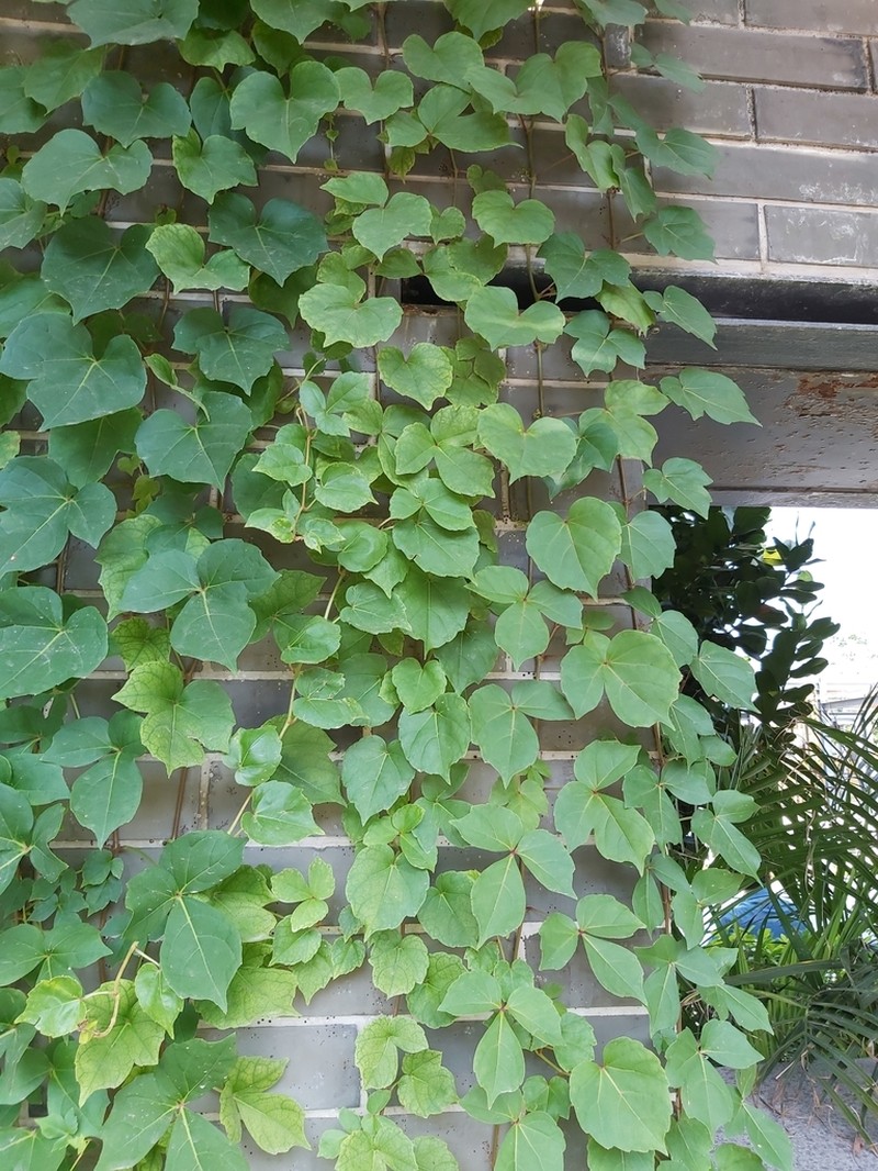 Parthenocissus dalzielii photo 6