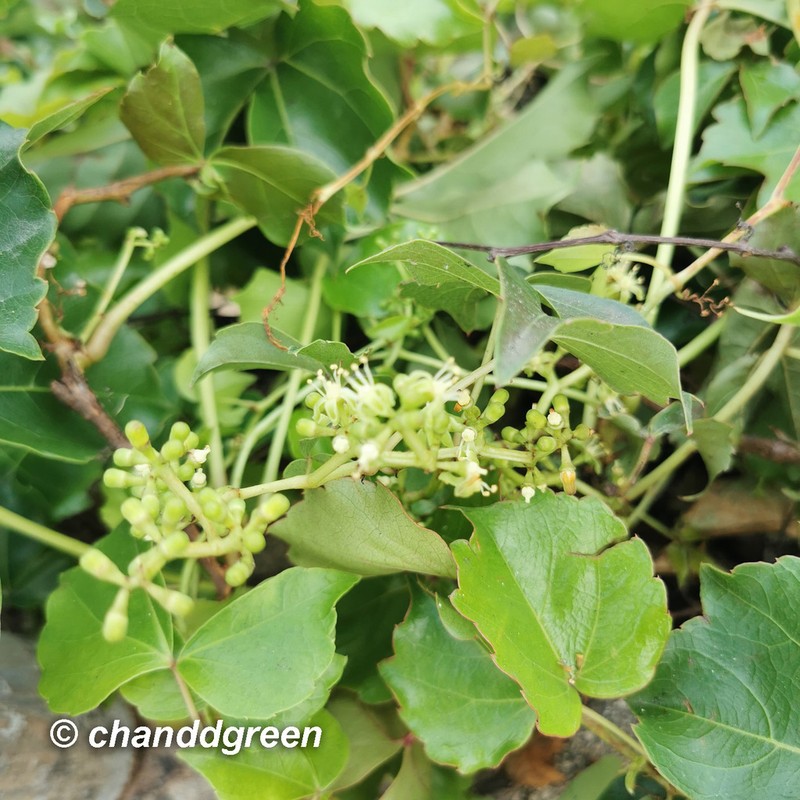 Parthenocissus dalzielii photo 7
