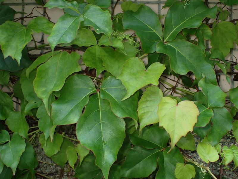 Parthenocissus dalzielii photo 8