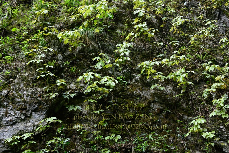 Parthenocissus feddei