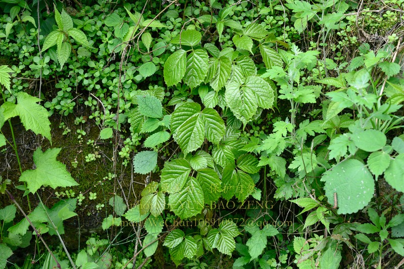Parthenocissus feddei photo 2