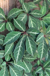 Parthenocissus henryana