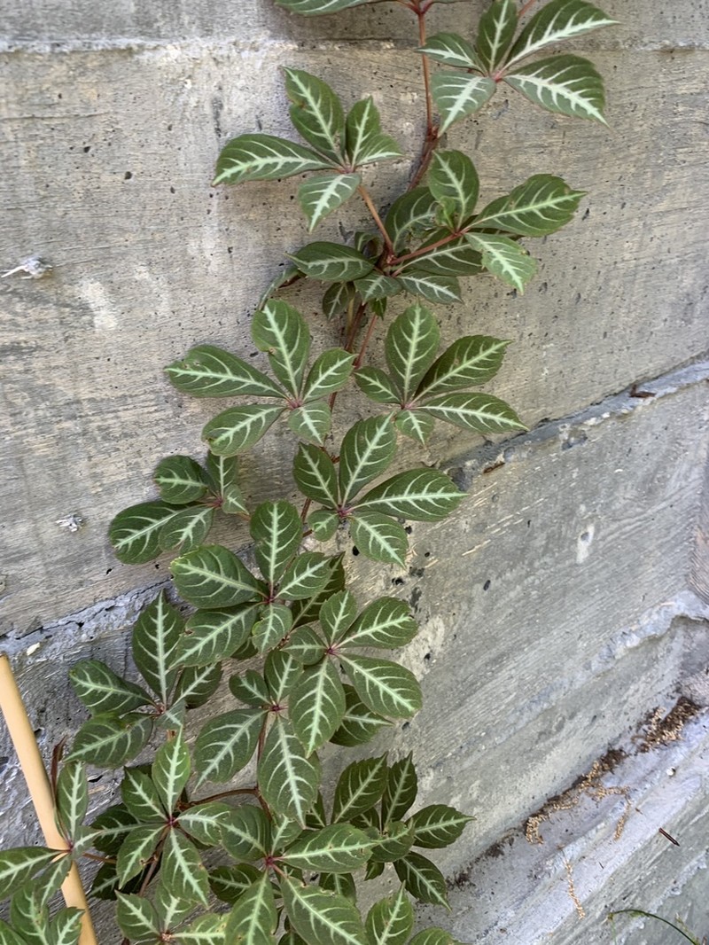 Parthenocissus henryana photo 2