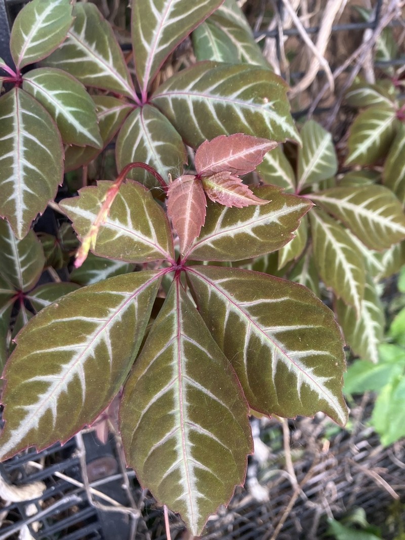 Parthenocissus henryana photo 3