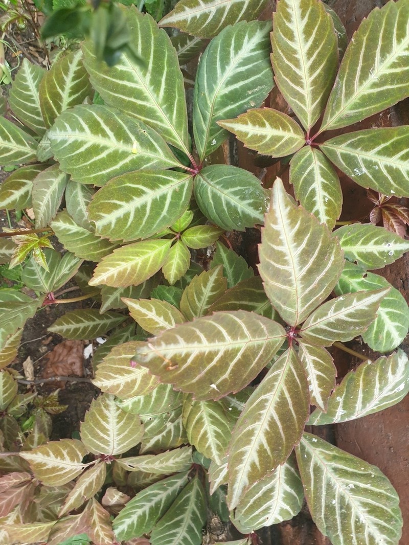 Parthenocissus henryana photo 4