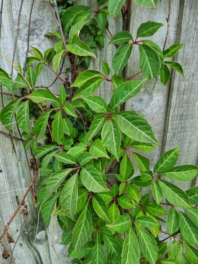 Parthenocissus henryana photo 5