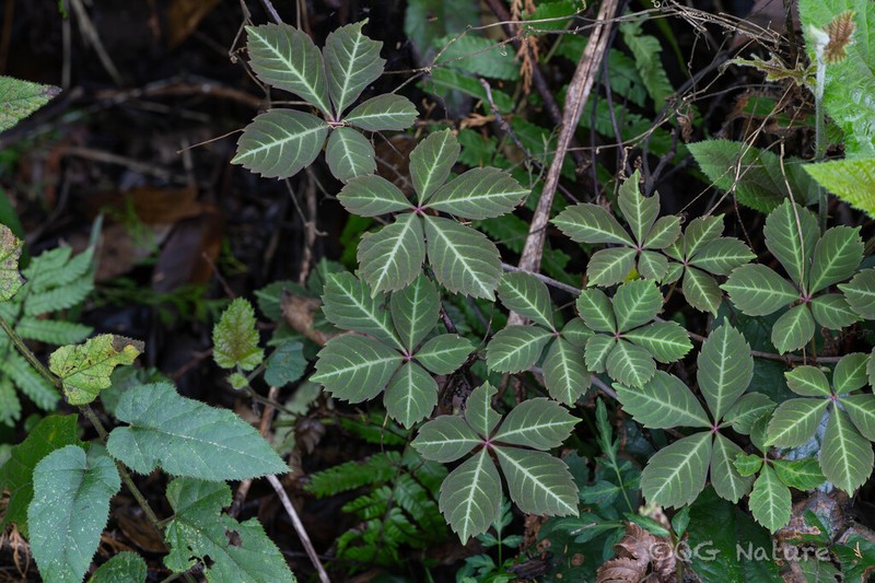 Parthenocissus henryana photo 6