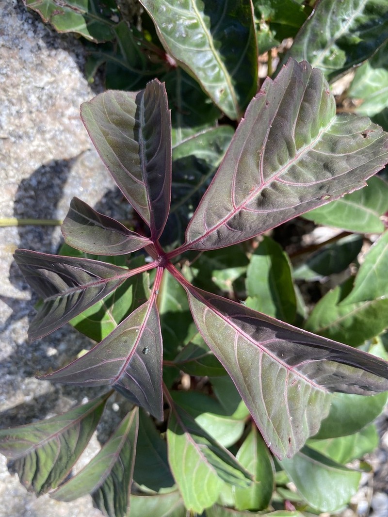 Parthenocissus henryana photo 7