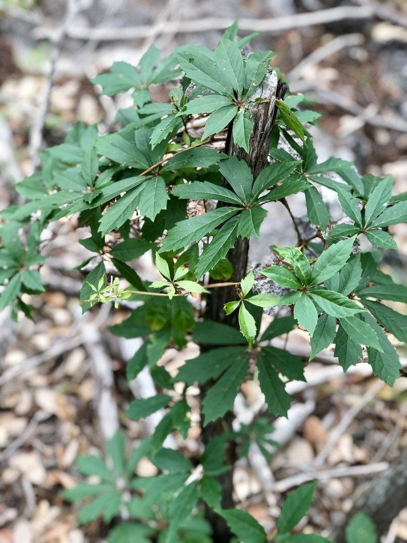 Sevenleaf Creeper