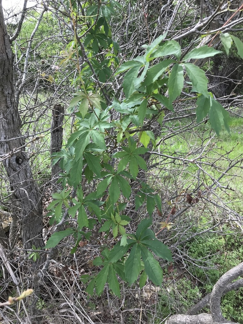 Sevenleaf Creeper photo 2